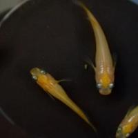 Medaka youkini (leggere descrizione)