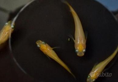 Medaka youkini (leggere descrizione)