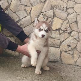 Cuccioli siberian husky