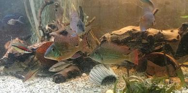 Geophagus Sveni