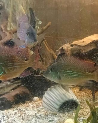 Geophagus Sveni