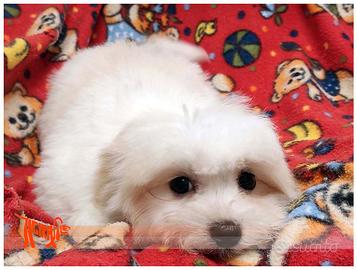 Cuccioli di MALTESE