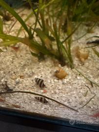 Lumache killer Anentome Helena