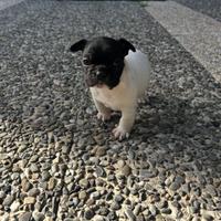 Bulldog francese