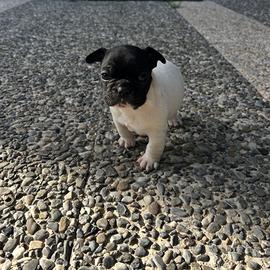 Bulldog francese