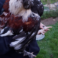 Gallo Faverolles