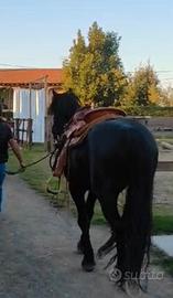 Cavallo merens