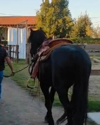 Cavallo merens
