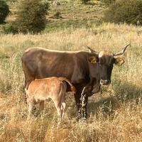 Permuta mucche con pecore