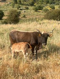 Permuta mucche con pecore