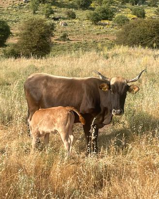 Permuta mucche con pecore