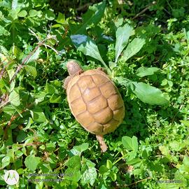 Testuggine Marginata albino caramello T+