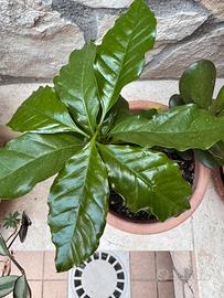 Pianta del caffe’