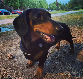 Bassotto tedesco nano 3 anni femmina