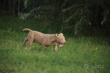 Cucciola Pit Bull con pedigree anche a rate