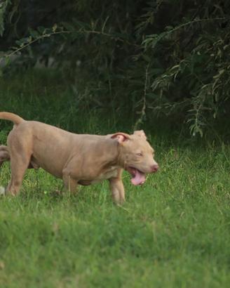 Cucciola Pit Bull con pedigree anche a rate