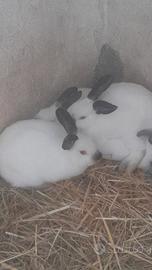 Conigli Californiani