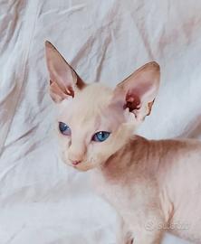 Gattina don sphynx(difetto estetico)