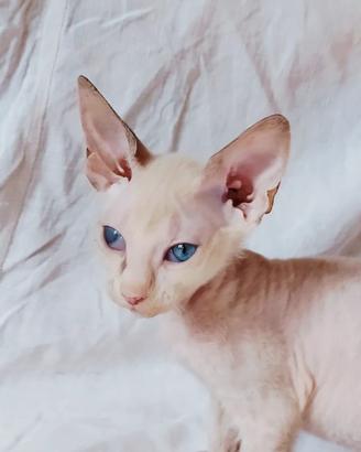 Gattina don sphynx(difetto estetico)