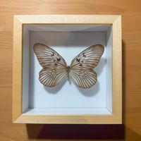 Farfalla Idea Leuconoe con teca