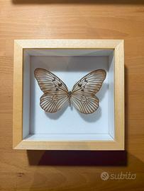 Farfalla Idea Leuconoe con teca