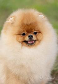 Spitz di Pomerania maschio 7 mesi