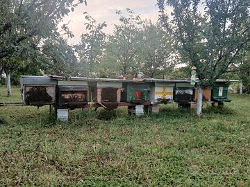 6 famiglie di api