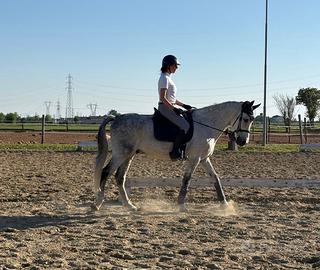 Cavallo Spagnolo per dressage e passeggiate