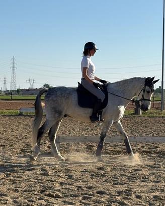 Cavallo Spagnolo per dressage e passeggiate