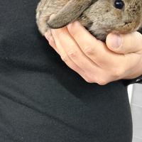 Cuccioli disponibili