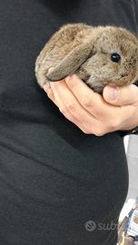 Cuccioli disponibili