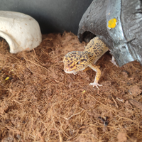 Geco leopardino