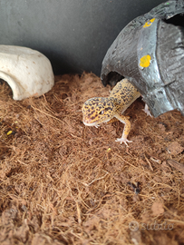 Geco leopardino