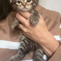 Highland Scottish fold