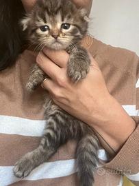 Highland Scottish fold