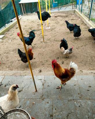Cambio con Gallina