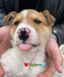 Cucciolo cane maschio adotta femmina vaccino