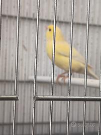 Canarino maschio giallo