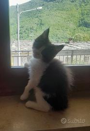 Maine coon