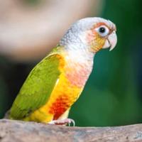 Pyrrhura molinae pineapple 2025