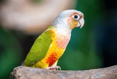 Pyrrhura molinae pineapple 2025