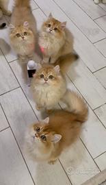 British longhair