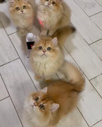 British longhair