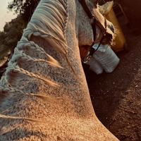 Cavalla araba orientale