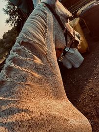 Cavalla araba orientale