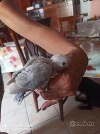 Inseparabile allevato a mano