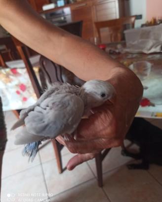 Inseparabile allevato a mano