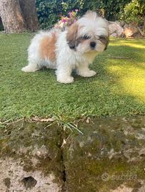 Shitzu cuccioli maschi