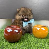 Spitz pomerania CUCCIOLI TOY maschio femmina