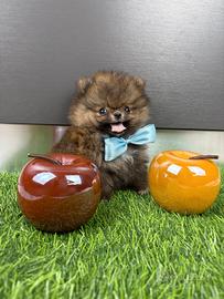 Spitz pomerania CUCCIOLI TOY maschio femmina